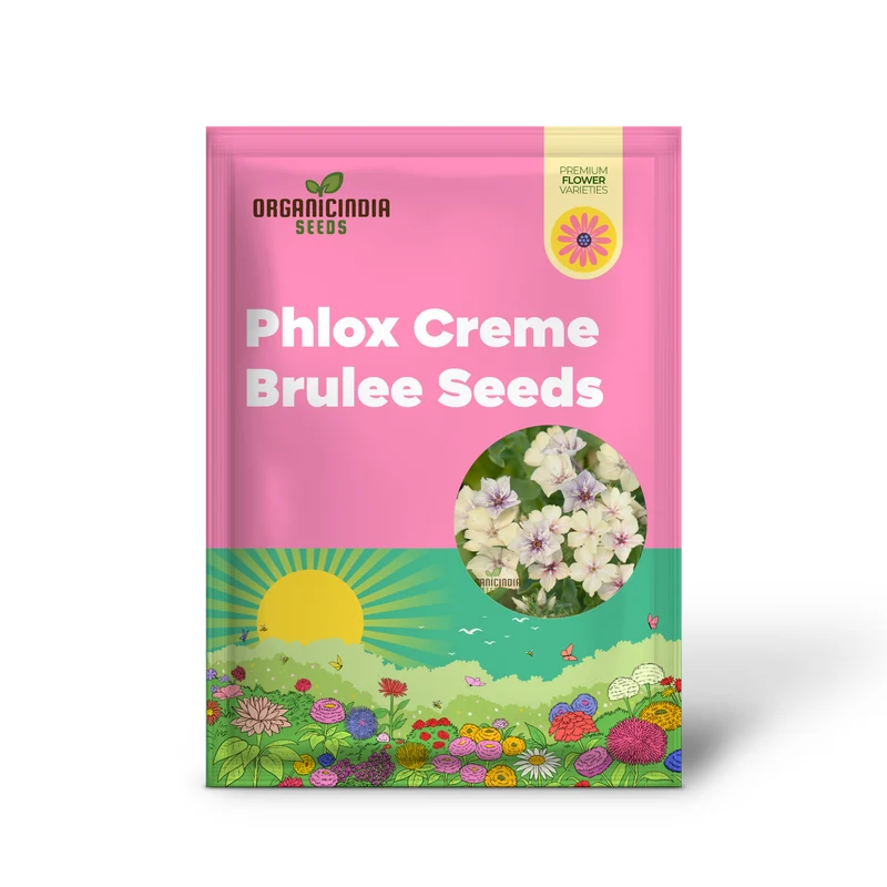 Phlox Crème Brulee Seeds – Premium Creamy Bloom Variety for Garden Planting