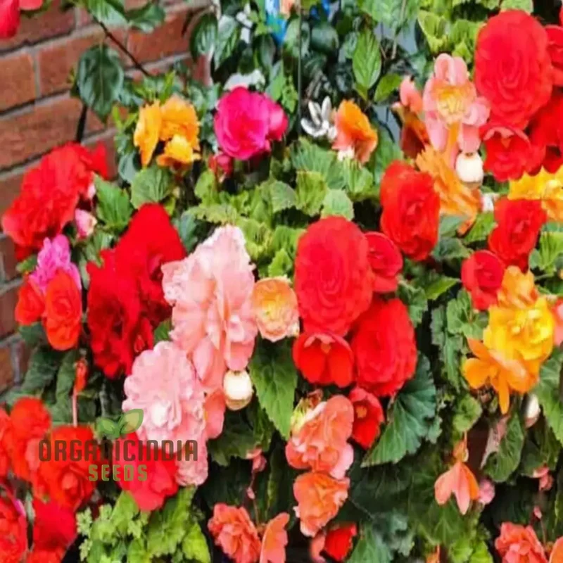 Begonia Tuberhybrida Chanson Mixed F1 Seeds – Vibrant Mixed Bloom Variety