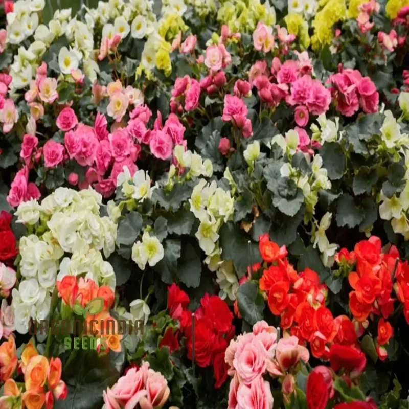 Begonia Tuberhybrida Chanson Mixed F1 Seeds – Vibrant Mixed Bloom Variety
