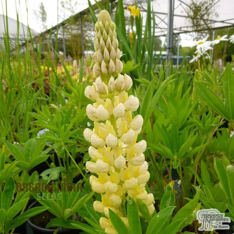 Lupin Russell Chandelier Yellow Seeds – Premium Lupine Variety for Vibrant Garden Displays