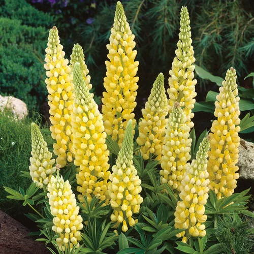 Lupin Russell Chandelier Yellow Seeds – Premium Lupine Variety for Vibrant Garden Displays