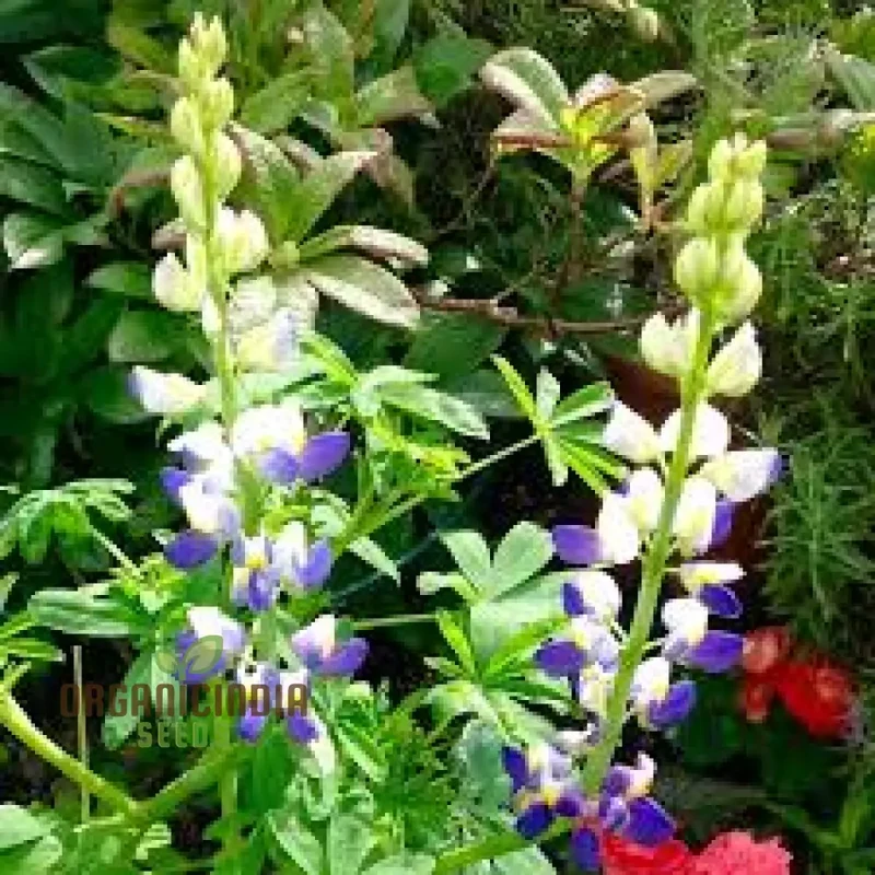 Lupin Sunrise Flower Seeds For Planting: A Gardener's Delight - Discover Vibrant Blooms and Beauty for Your Garden