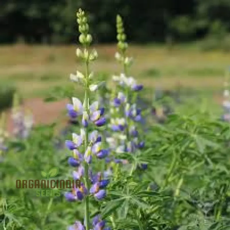 Lupin Sunrise Flower Seeds For Planting: A Gardener's Delight - Discover Vibrant Blooms and Beauty for Your Garden