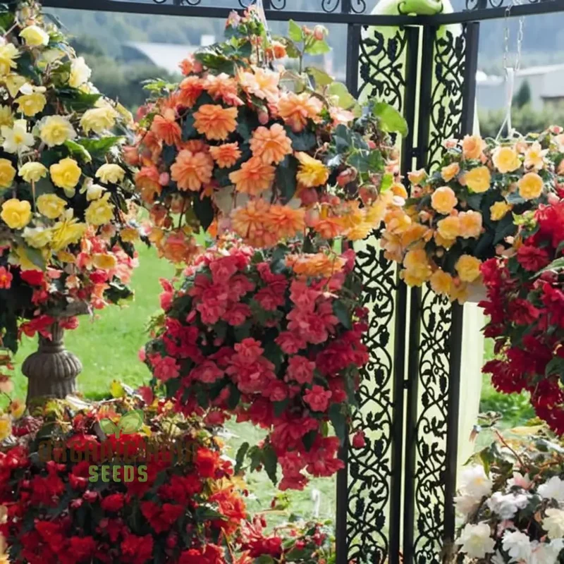 Begonia Illumination Mixed Seeds – Premium Trailing Variety for Radiant Garden Blooms