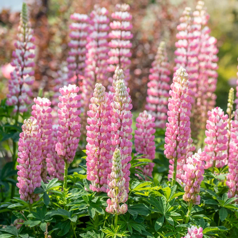 Lupin Seeds (Lupin Russell 'The Chatelaine' Seeds) - Pink Timeless Blooms for Gardens
