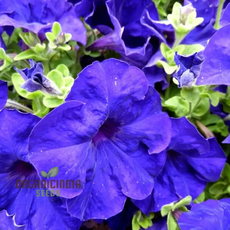 Petunia Merlin Series Blue F1 Seeds - Grow Beautiful Blue Merlin Petunias for Your Garden