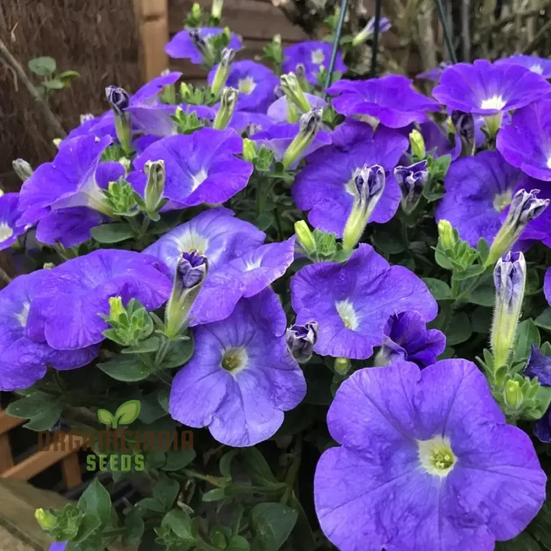 Petunia Merlin Series Blue F1 Seeds - Grow Beautiful Blue Merlin Petunias for Your Garden