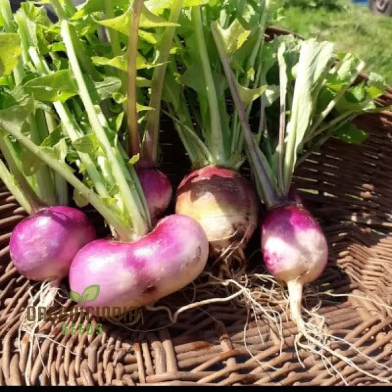 Turnip Milan Purple Top with Premium Vegetable Seeds for a Vibrant and Nutritious Addition to Your Garden
