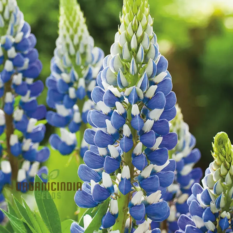 Lupin Seeds (Lupin Russell The Governor) - Navy Blue Gardening Wonder