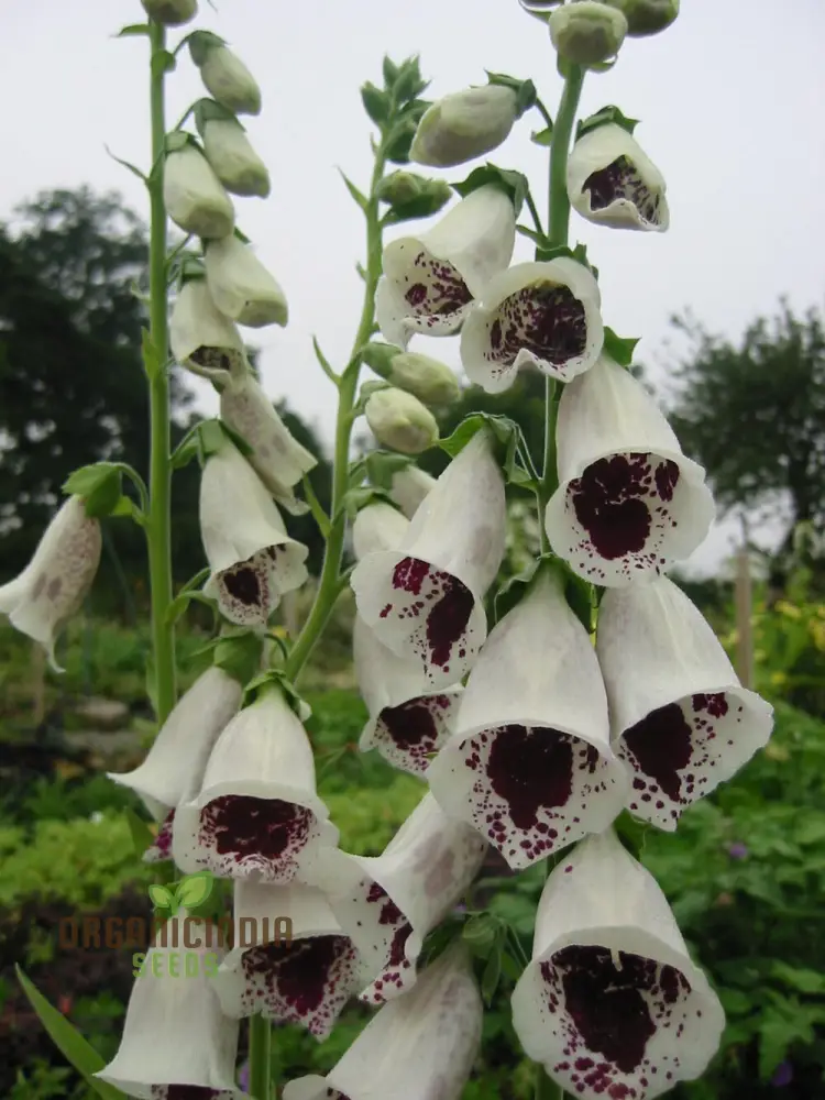 Foxglove 'Pam's Choice' Flower Seeds For Planting - Elegant Perennial for Your Garden | Shop Gardening Favor