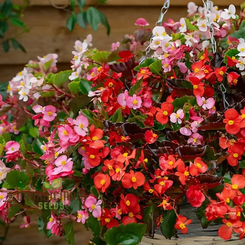 Begonia Cocktail Series Mixed Seeds , Elevate Your Gardening Experience with a Spectacular Array of Colors!