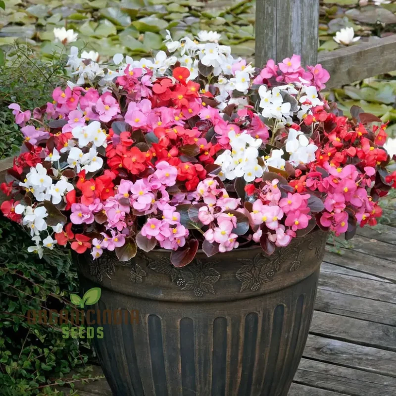 Begonia Cocktail Series Mixed Seeds , Elevate Your Gardening Experience with a Spectacular Array of Colors!