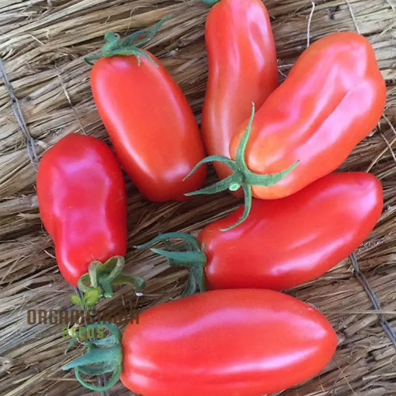 Tomato Bellandine with Premium Vegetable Seeds for a Flavorful and Abundant Harvest in Your Garden