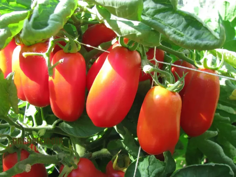 Tomato Bellandine with Premium Vegetable Seeds for a Flavorful and Abundant Harvest in Your Garden