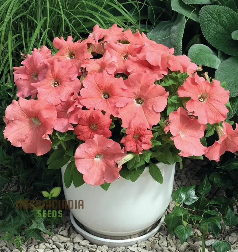 Petunia Hybrida Salmon Shades Velvet F1 Seeds - Grow Stunning Salmon Shades Velvet Petunias in Your Garden