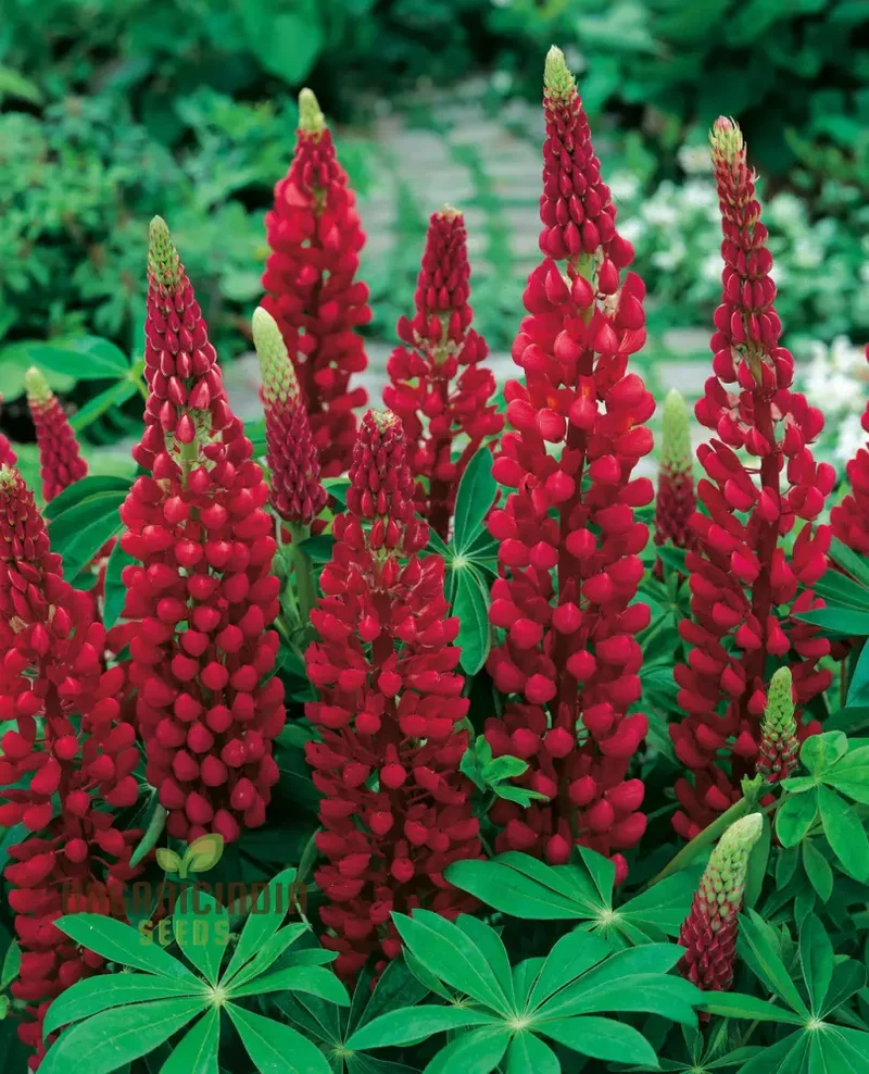 Lupin Russell My Castle Seeds - Brick Red for Gardening Enthusiasts