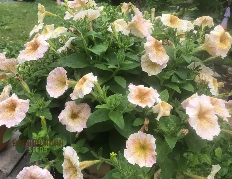 Petunia Hybrida Multiflora Ingrid F1 Seeds - Grow Ingrid F1 Multiflora Petunias for a Burst of Color in Your Garden
