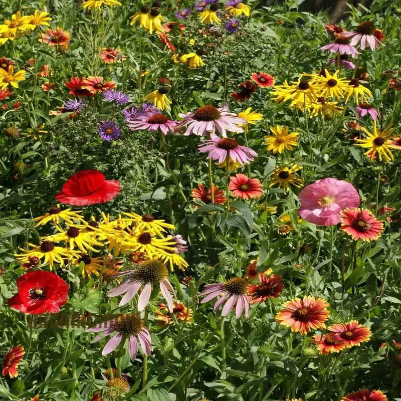 Prairie Mixed Flower Seeds for Gardening , Diverse, Native Blossoms for a Vibrant and Sustainable