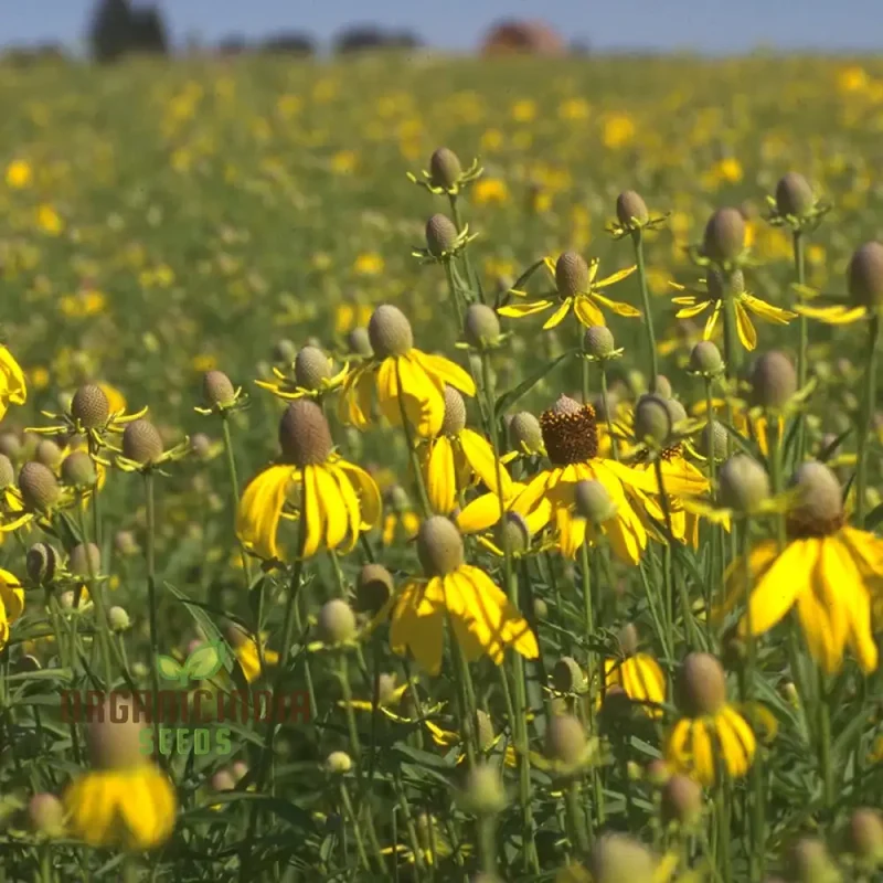 Prairie Mixed Flower Seeds for Gardening , Diverse, Native Blossoms for a Vibrant and Sustainable