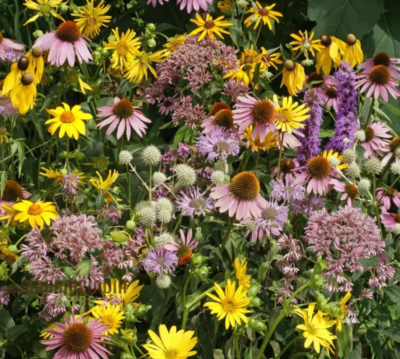 Prairie Mixed Flower Seeds for Gardening , Diverse, Native Blossoms for a Vibrant and Sustainable