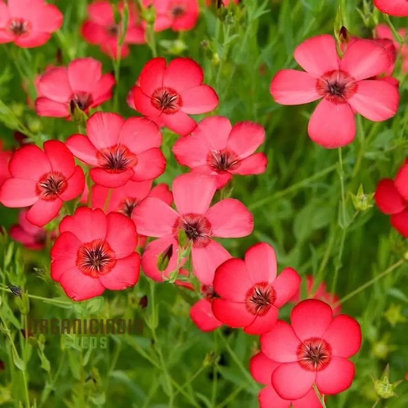 Linum Red Seeds - Vibrant Garden Bloom, Easy to Grow, Long-Lasting Floral Beauty for Your Garden