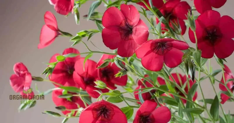 Linum Red Seeds - Vibrant Garden Bloom, Easy to Grow, Long-Lasting Floral Beauty for Your Garden