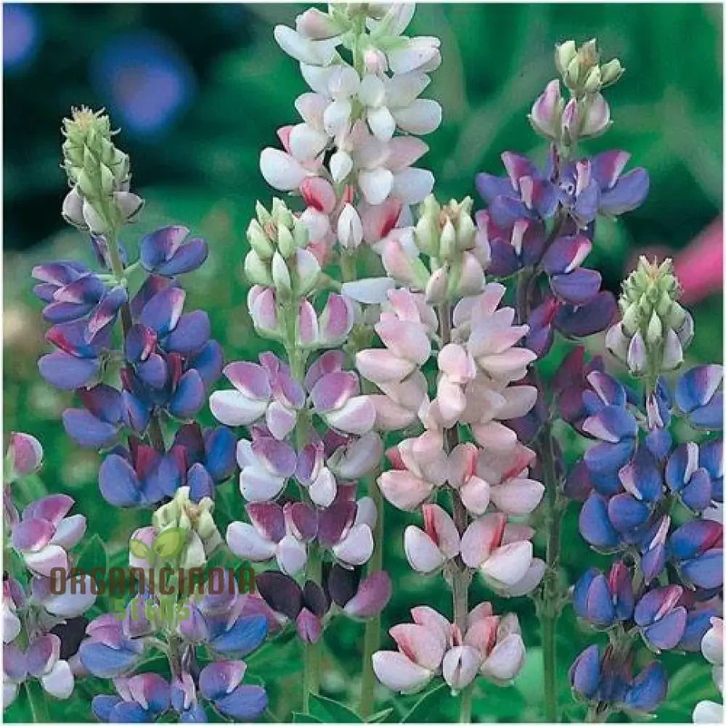 Seed Lupin Hartwegii Avalune Bicolour Mix for Stunning Garden Displays | Premium Seeds for Gardening Enthusiasts