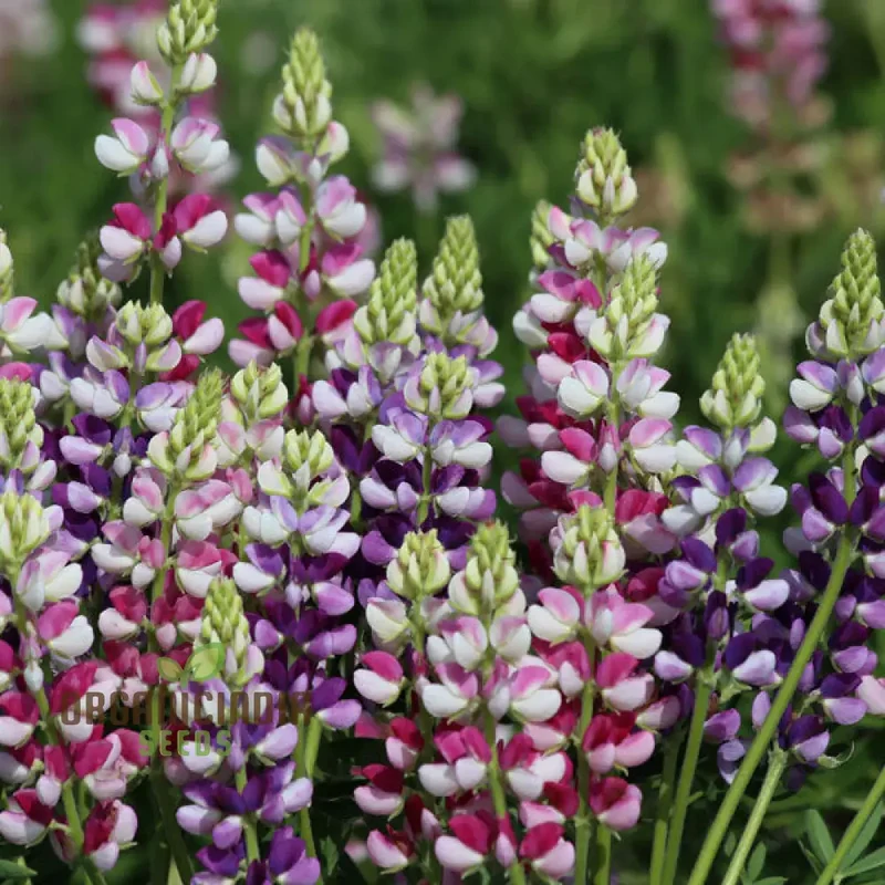 Seed Lupin Hartwegii Avalune Bicolour Mix for Stunning Garden Displays | Premium Seeds for Gardening Enthusiasts