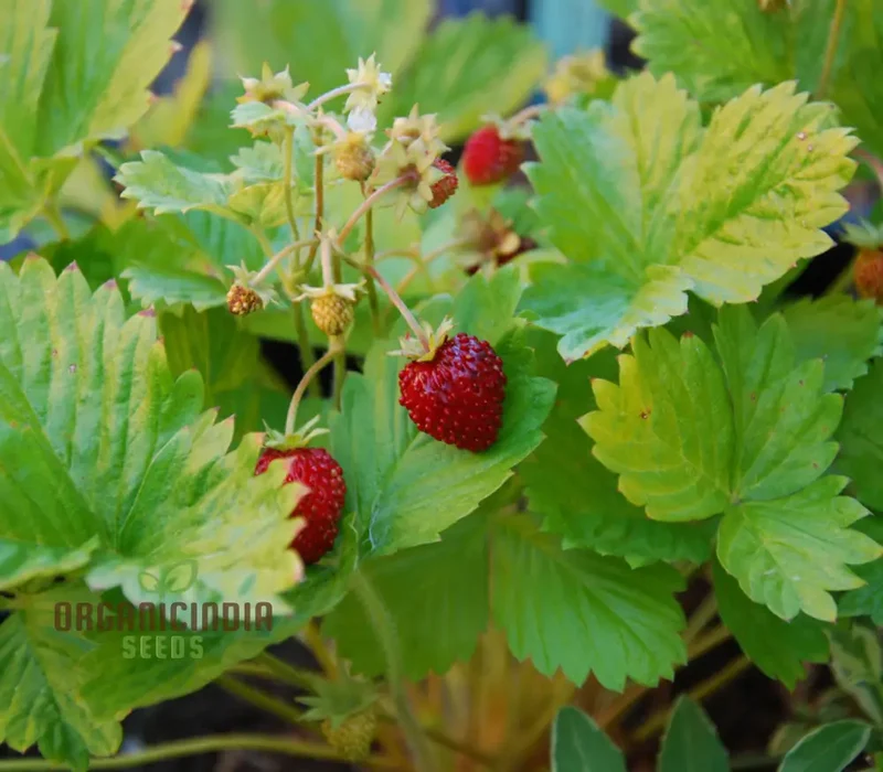 Golden Alexandria Strawberries Fruit Seeds for a Bountiful and Flavorful Addition to Your Garden