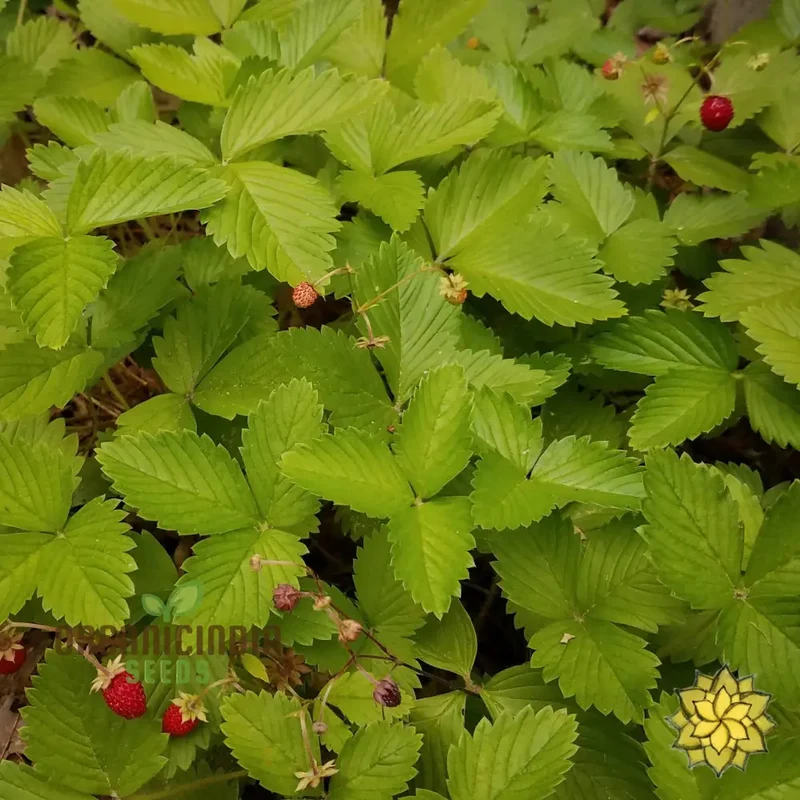 Golden Alexandria Strawberries Fruit Seeds for a Bountiful and Flavorful Addition to Your Garden