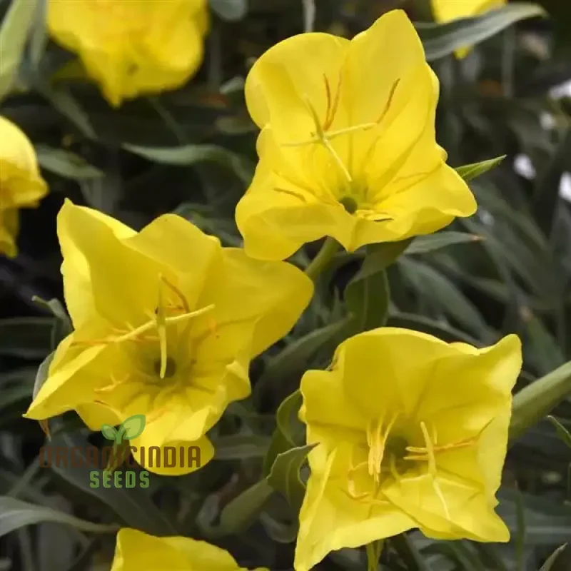 Evening Primrose Delight Flower Seeds For Planting: Oenothera Missouriensis - Hardy Perennial for Vibrant Garden Blooms and Pollinator Paradise