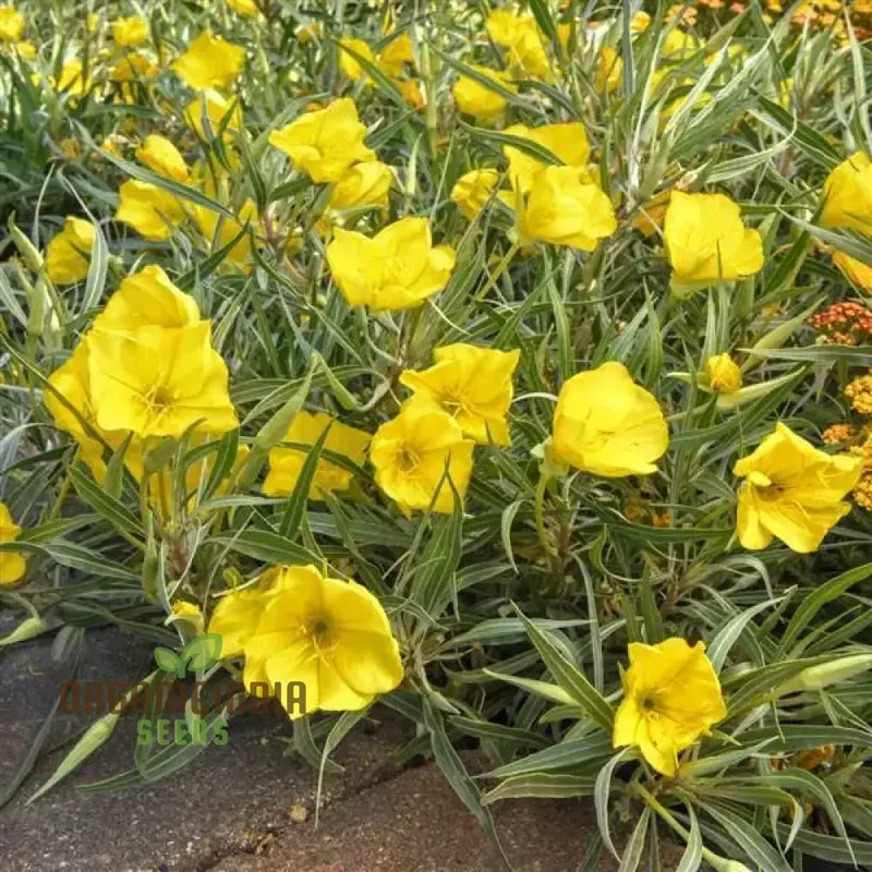 Evening Primrose Delight Flower Seeds For Planting: Oenothera Missouriensis - Hardy Perennial for Vibrant Garden Blooms and Pollinator Paradise