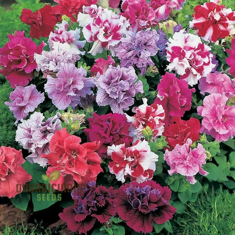 Petunia Bonanza Mixed F1 Seeds – Colorful Hybrid Variety for Vibrant Garden Blooms