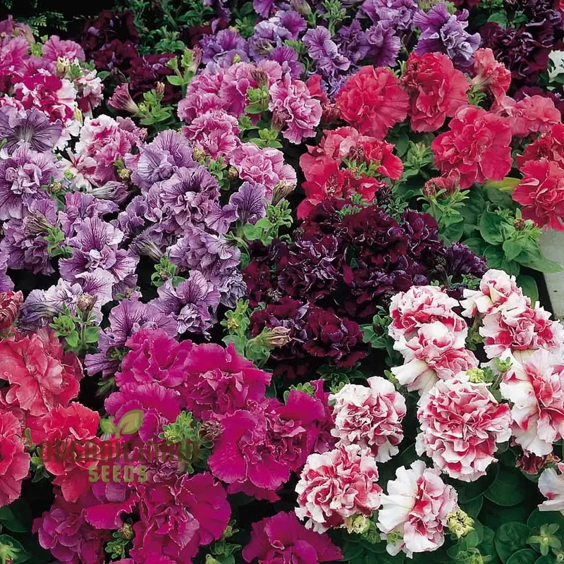 Petunia Bonanza Mixed F1 Seeds – Colorful Hybrid Variety for Vibrant Garden Blooms