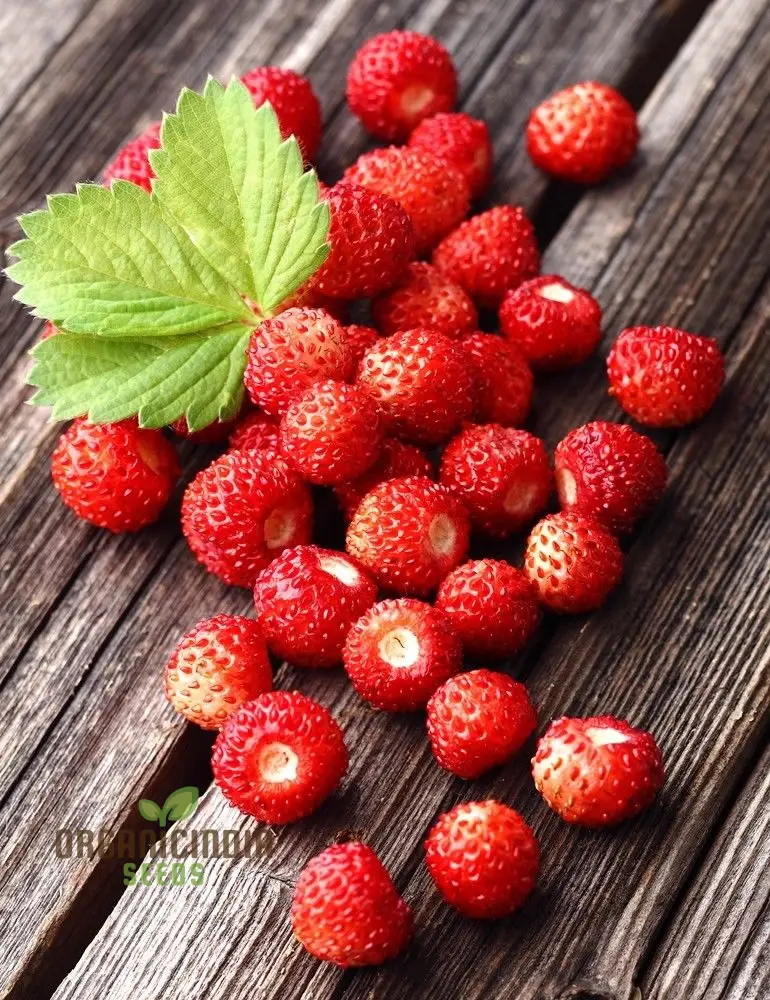 Alpine Alexandria Strawberry Fruit Seeds Planting and Gardening