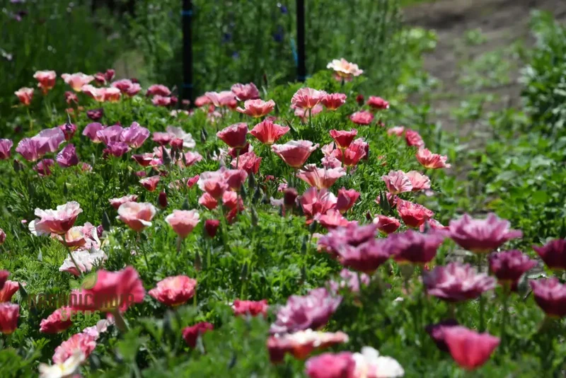 Exquisite Eschscholtzia Thai Silk Rose Chiffon Seeds For Planting: Vibrant Blooms for Your Garden Oasis