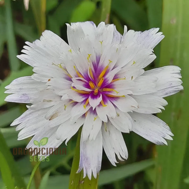 Catananche Amor White Seeds - Grow Elegant and Pure White Catananche Flowers in Your Garden