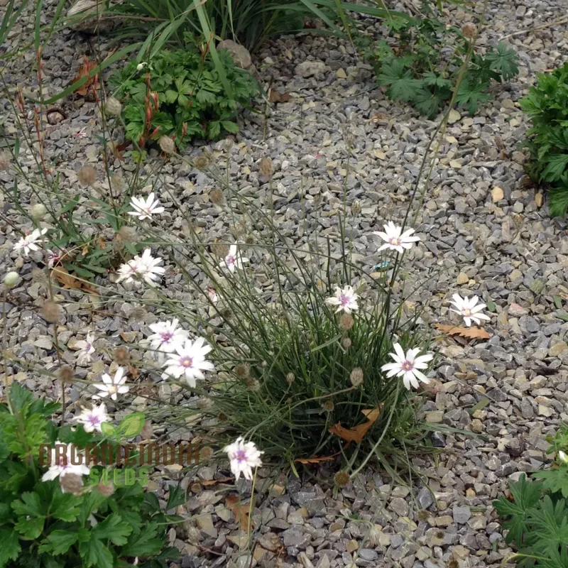 Catananche Amor White Seeds - Grow Elegant and Pure White Catananche Flowers in Your Garden