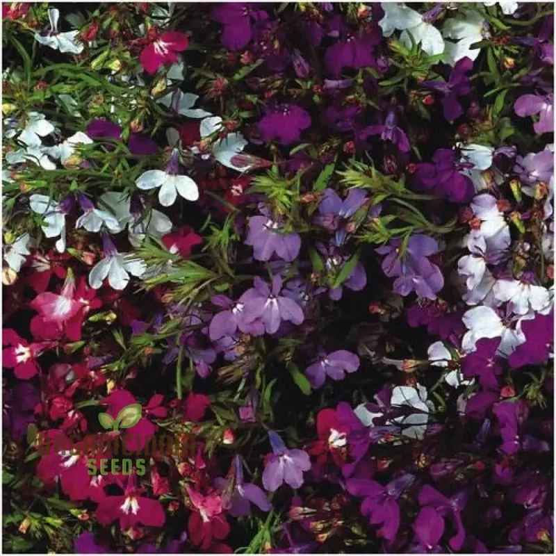 Lobelia Pendula Cascade Seeds for Stunning Garden Cascades | Gardening Delight
