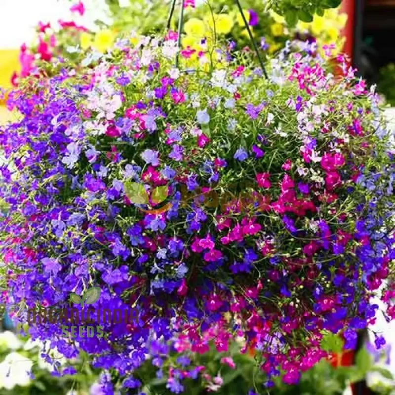 Lobelia Pendula Cascade Seeds for Stunning Garden Cascades | Gardening Delight