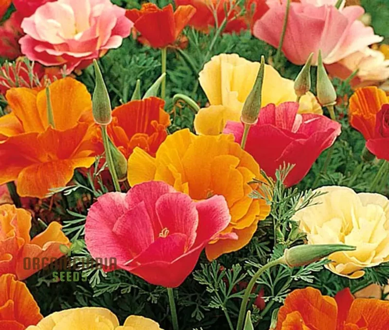 Eschscholtzia Mission Bells Flower Seeds For Planting: Exquisite Californian Poppy Seeds for Vibrant Garden Blooms and Serene Outdoor Spaces