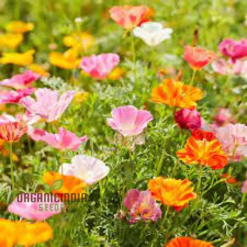 Eschscholtzia Mission Bells Flower Seeds For Planting: Exquisite Californian Poppy Seeds for Vibrant Garden Blooms and Serene Outdoor Spaces