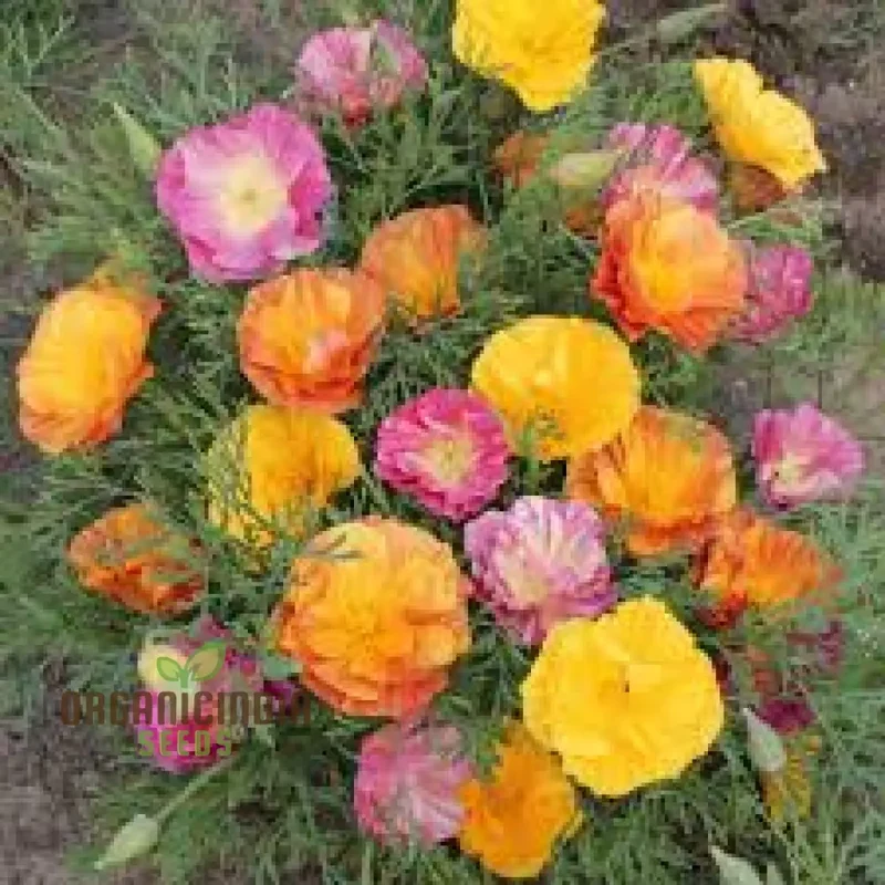 Eschscholtzia Mission Bells Flower Seeds For Planting: Exquisite Californian Poppy Seeds for Vibrant Garden Blooms and Serene Outdoor Spaces