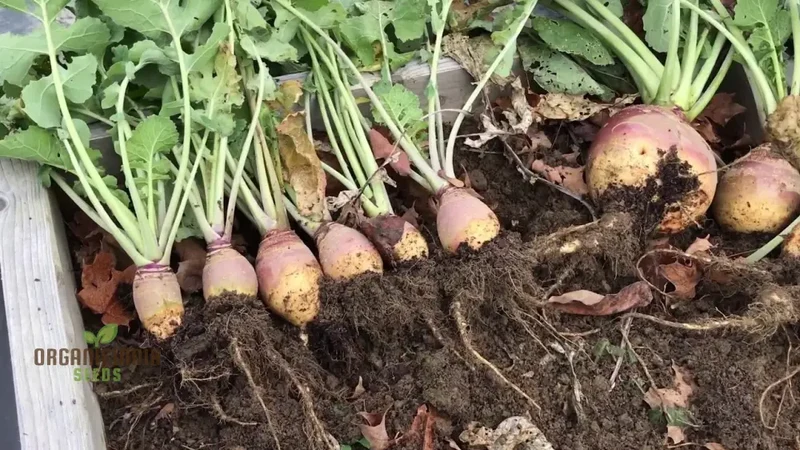 Swede Tweed F1 with Superior Vegetable Seeds for a Robust and Flavorful Addition to Your Garden
