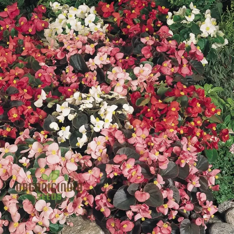 Begonia Sunshine Carpet Seeds – Colorful, Low-Growing Garden Bedding Variety