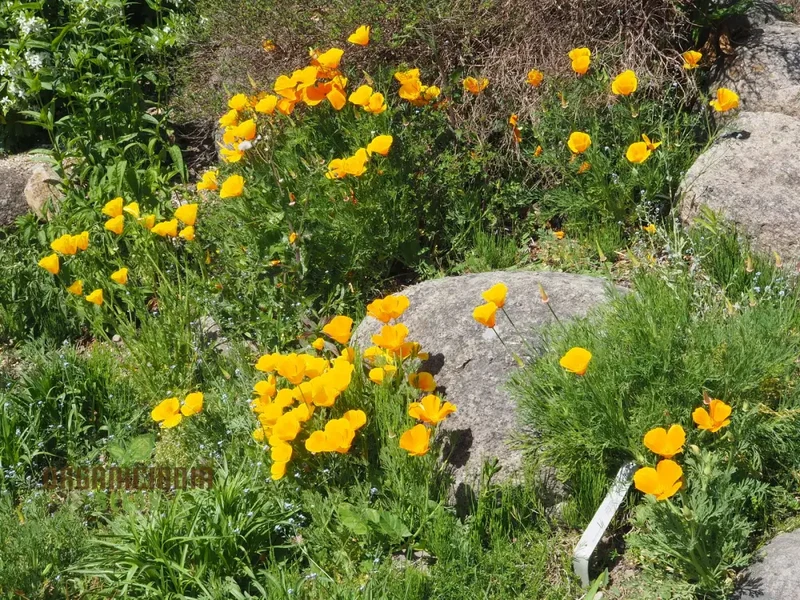 Eschscholtzia Yellow Seeds For Planting: Vibrant Blooms for Bountiful Gardens - Premium Californian Poppy Seeds