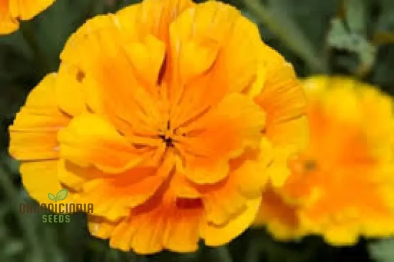 Eschscholtzia Lady Marmalade Flower Seeds For Planting: Exquisite Blooms for Your Garden Oasis | Premium Seeds & Plants