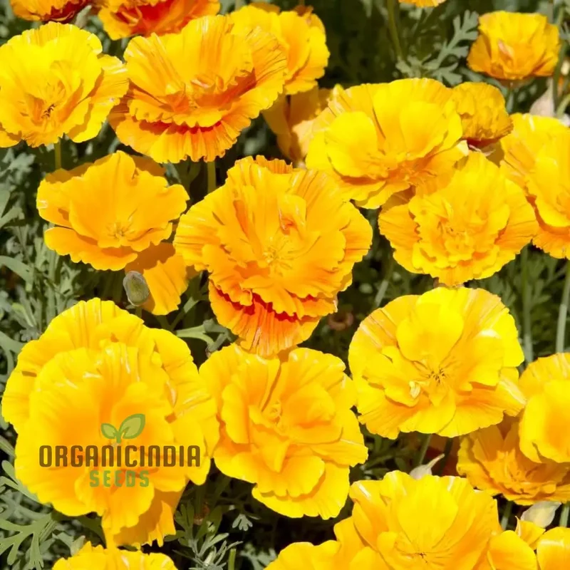 Eschscholtzia Lady Marmalade Flower Seeds For Planting: Exquisite Blooms for Your Garden Oasis | Premium Seeds & Plants