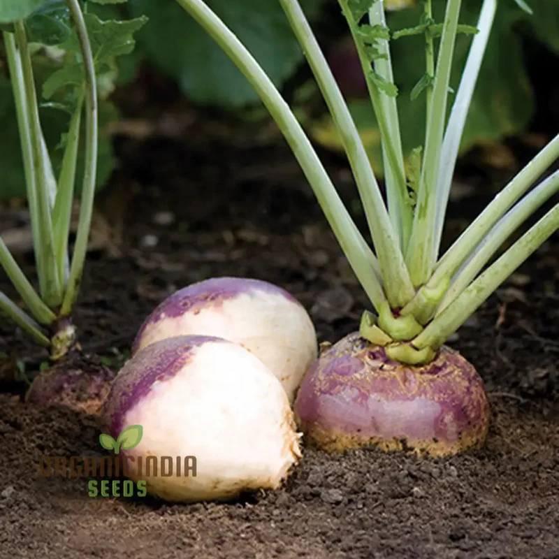 Swede Marian Vegetable Seeds, Cultivate Flavorful and Nutritious Swedes with Expert Tips for Successful Growth