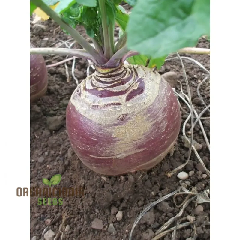 Swede Marian Vegetable Seeds, Cultivate Flavorful and Nutritious Swedes with Expert Tips for Successful Growth